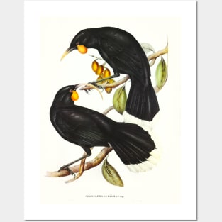 Gould's Neomorpha (Neomorpha Gouldii) Posters and Art